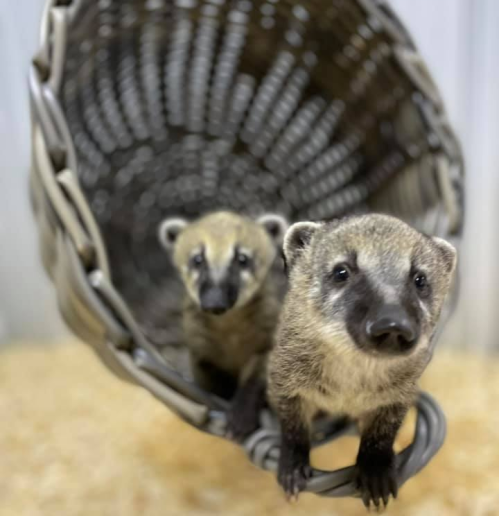 Two playful animals peek out from inside a woven basket, with soft fur and curious expressions.