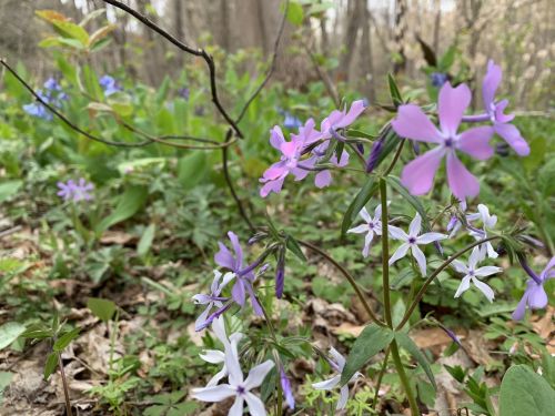 A close-up of pink and white wildflowers in a lush, green forest setting with blurred background foliage.