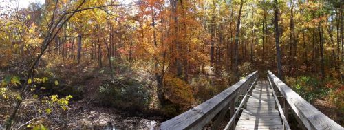 A wooden bridge spans a serene forest scene filled with vibrant autumn foliage.