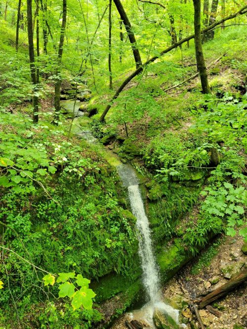 A serene forest scene featuring a small waterfall cascading through lush green foliage and moss-covered rocks.