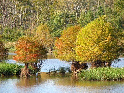 Colorful trees with autumn foliage reflect in a calm lake, surrounded by lush greenery and tall grasses.