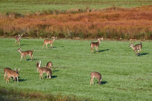 A group of deer grazing in a green field, surrounded by colorful autumn foliage.