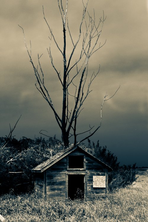 A weathered wooden shed stands beside a barren tree against a moody, overcast sky.