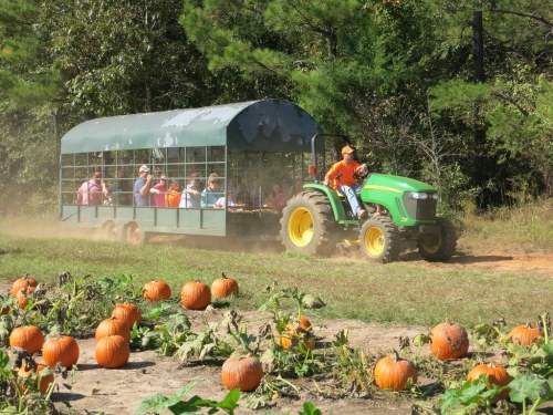 A tractor pulls a trailer with people through a pumpkin patch, surrounded by orange pumpkins and green foliage.