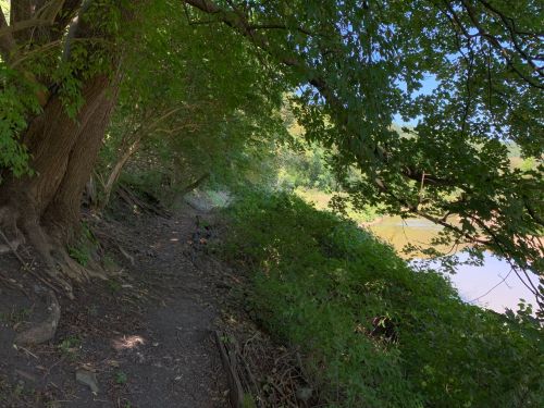 A narrow path lined with trees and greenery, leading to a riverbank under a clear blue sky.