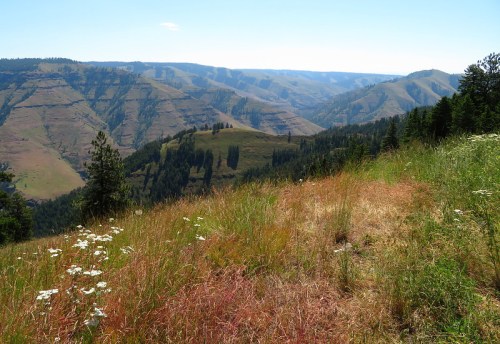 A scenic view of rolling hills and valleys, with green trees and wildflowers in the foreground under a clear blue sky.