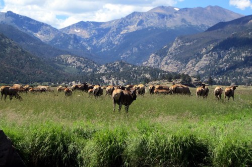A herd of elk grazes in a lush green meadow with mountains in the background under a blue sky.