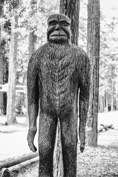 A carved wooden statue of a Bigfoot figure stands among tall trees in a forest setting.