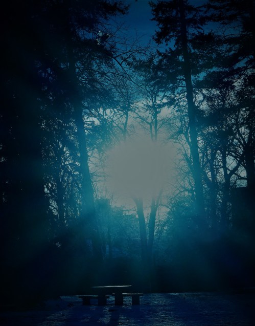 A serene, dimly lit forest scene with a glowing sun peeking through tall trees, creating a mystical atmosphere.