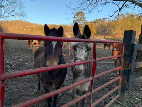 Two horses and a donkey stand close to a red gate, with a pasture and trees in the background.