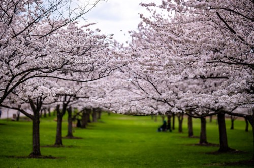 A serene pathway lined with blooming cherry blossom trees, creating a picturesque scene in a green park.
