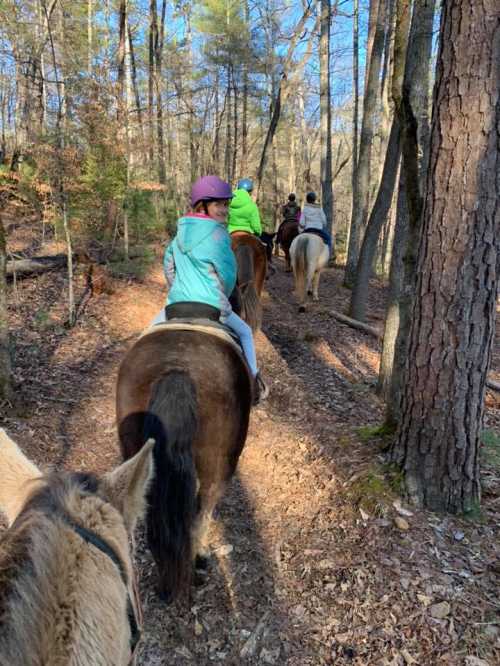 A group of people riding horses along a wooded trail on a sunny day.