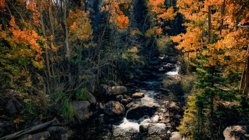 A serene stream flows through a forest of vibrant autumn foliage, with orange and yellow leaves surrounding the water.