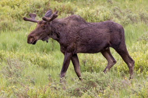 A moose walking through a grassy field, surrounded by green vegetation.