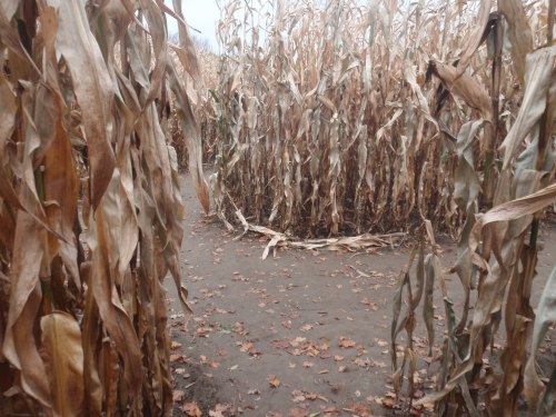 A narrow path winding through tall, dry corn stalks in a corn maze during autumn.