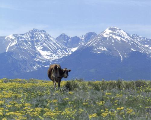 A cow grazes in a vibrant field of flowers with snow-capped mountains in the background under a clear blue sky.
