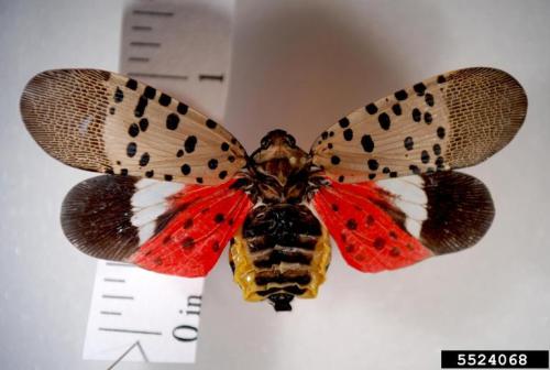 Close-up of a spotted lanternfly with red and black wings, displayed above a ruler for size reference.