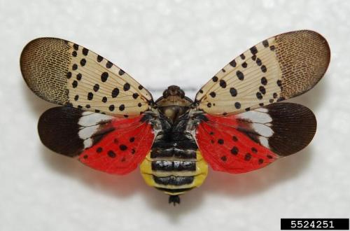 A colorful insect with spotted wings, red and black body, and yellow markings, displayed from a top view.