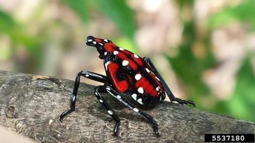 A colorful beetle with red and black patterns and white spots perched on a twig against a blurred green background.