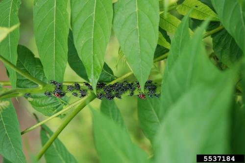 A cluster of small black insects with red markings on green leaves, surrounded by lush foliage.