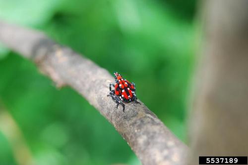 A small red and black beetle perched on a twig, surrounded by green foliage.