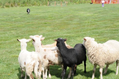 A group of sheep in a grassy field, with one black sheep among them and a dog in the distance.