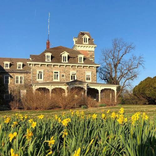A historic stone mansion with a tower, surrounded by blooming yellow daffodils under a clear blue sky.