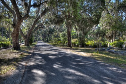 A serene, tree-lined road in a cemetery, with Spanish moss hanging from the branches and gravestones visible in the background.