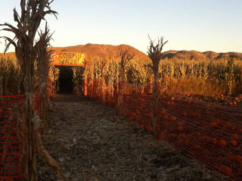 A corn maze entrance with pumpkins on the ground, surrounded by tall corn stalks and mountains in the background.