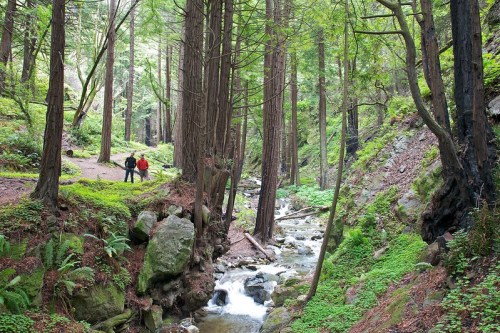 Two hikers stand by a flowing stream surrounded by tall trees and lush greenery in a serene forest setting.