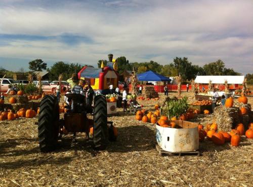 A pumpkin patch with hay bales, pumpkins, a tractor, and a bouncy castle under a blue sky. Families enjoy the festive atmosphere.