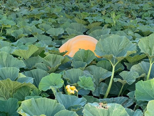 A large orange pumpkin partially hidden among lush green pumpkin leaves in a field.