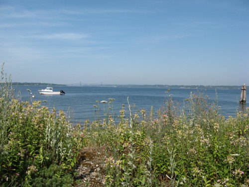 A serene view of a calm water body with a boat in the distance, surrounded by lush green plants and blue sky.