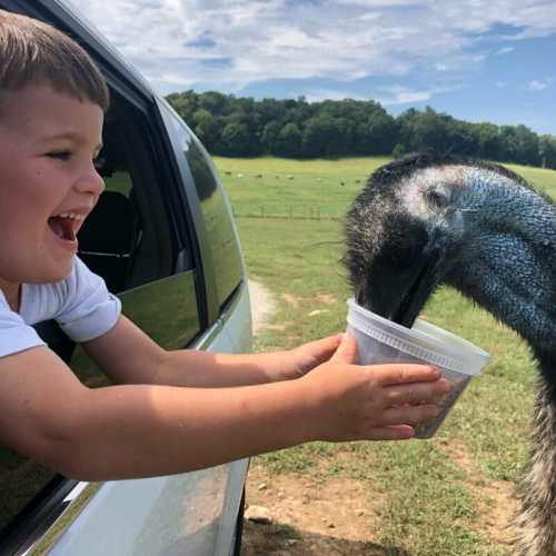 A smiling child reaches out from a car to feed an emu from a cup, with a green field in the background.