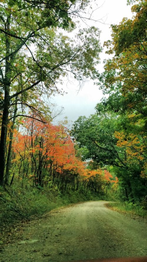 A winding dirt road surrounded by trees with vibrant autumn foliage in shades of orange and green.