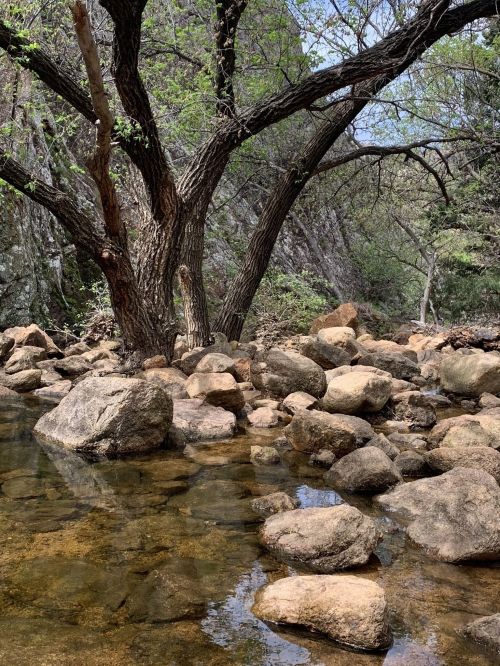 A serene scene of a tree by a rocky stream, surrounded by lush greenery and clear water reflecting the landscape.