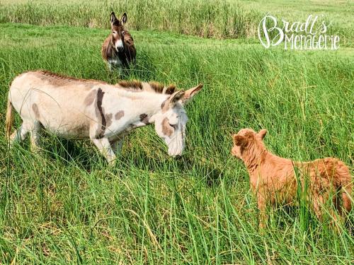 A donkey and a calf face each other in a grassy field, with another donkey in the background.
