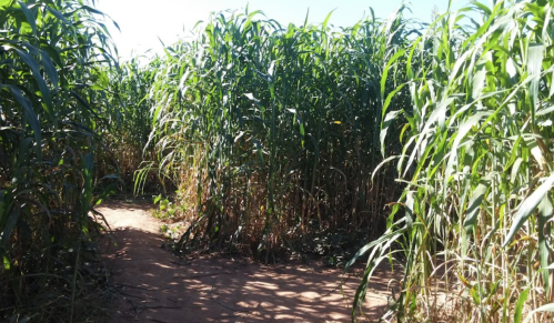 A narrow path winding through tall green corn plants under a clear blue sky.