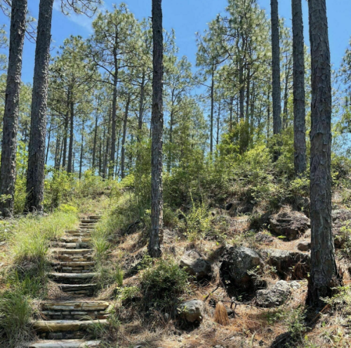 A sunlit forest path with stone steps leading up through tall pine trees and lush greenery.