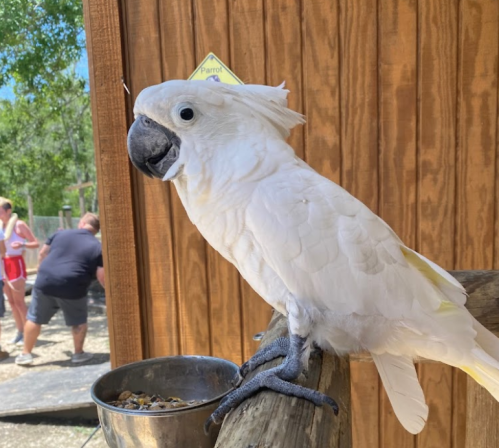 A white parrot perched on a wooden railing, with a feeding bowl nearby and people in the background.