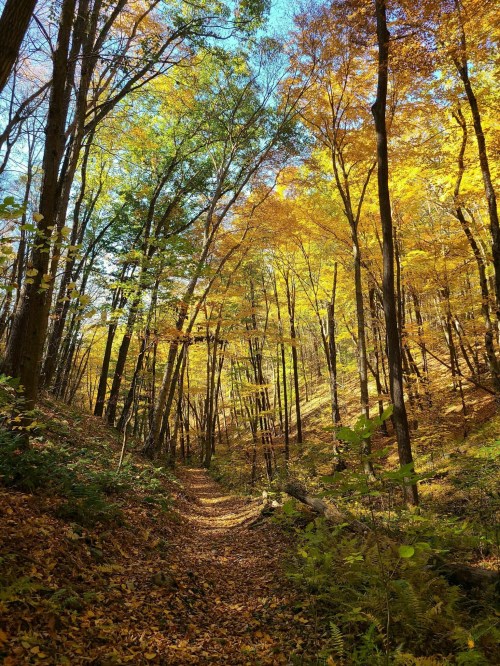 A serene forest path surrounded by tall trees with vibrant autumn leaves in shades of yellow and green.