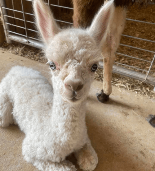 A fluffy white alpaca cria sitting on the ground, looking curiously at the camera.