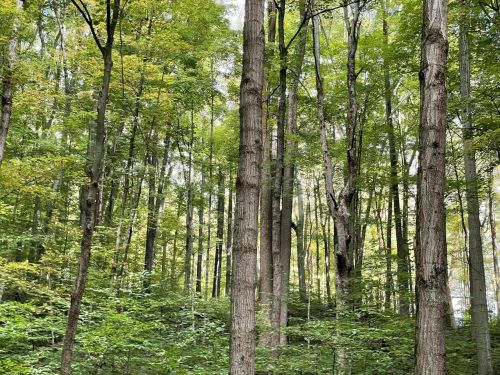 A dense forest with tall trees and vibrant green foliage, creating a serene and natural atmosphere.