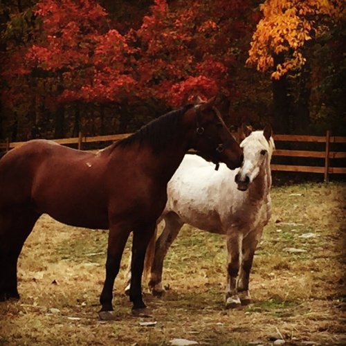 Two horses, one brown and one white, stand in a grassy area with autumn foliage in the background.