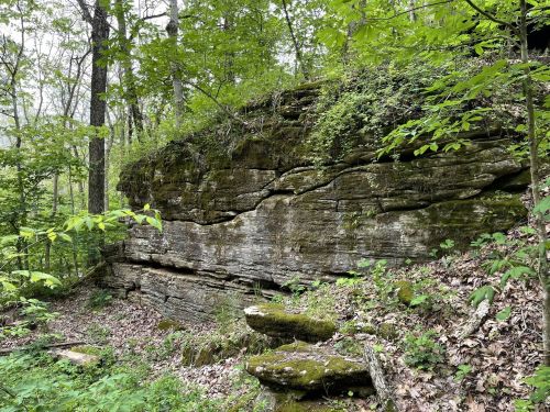 A rocky outcrop covered in moss and surrounded by lush green trees in a forested area.
