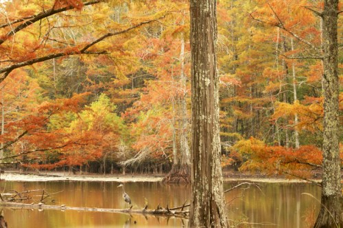 A serene autumn landscape with vibrant orange and yellow trees reflected in calm water, featuring a heron by the shore.