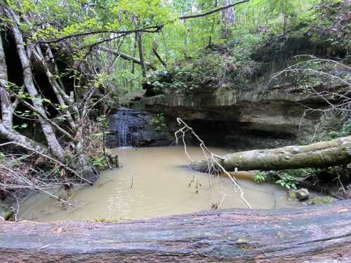 A serene forest scene featuring a small pond surrounded by trees and rocky terrain, with a gentle waterfall in the background.