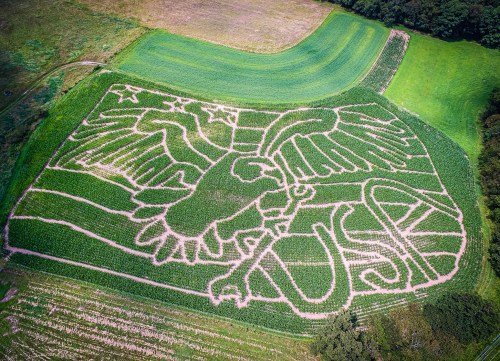 Aerial view of a large corn maze featuring an eagle and stars, set in a green field.