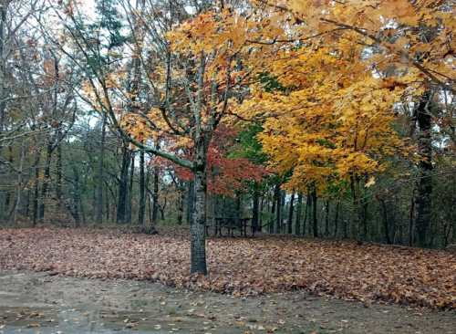 A serene outdoor scene with colorful autumn leaves and a picnic table surrounded by trees.