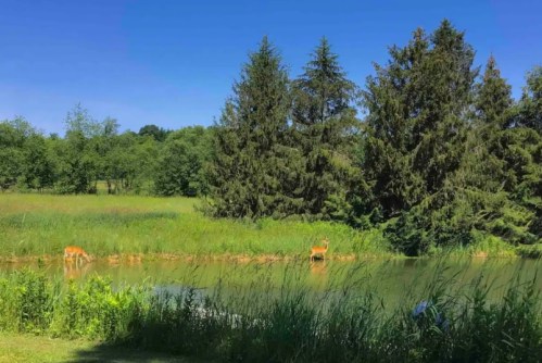 Two deer stand near a calm pond surrounded by lush greenery and tall trees under a clear blue sky.